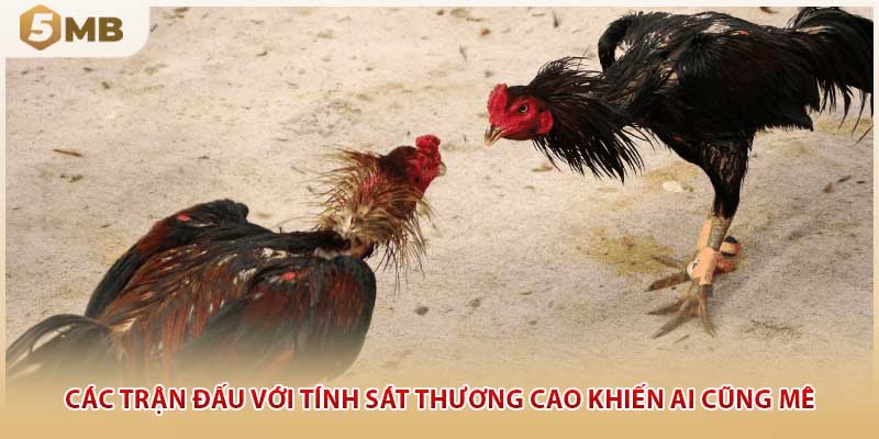 Các trận đấu với tính sát thương cao khiến ai cũng mê
