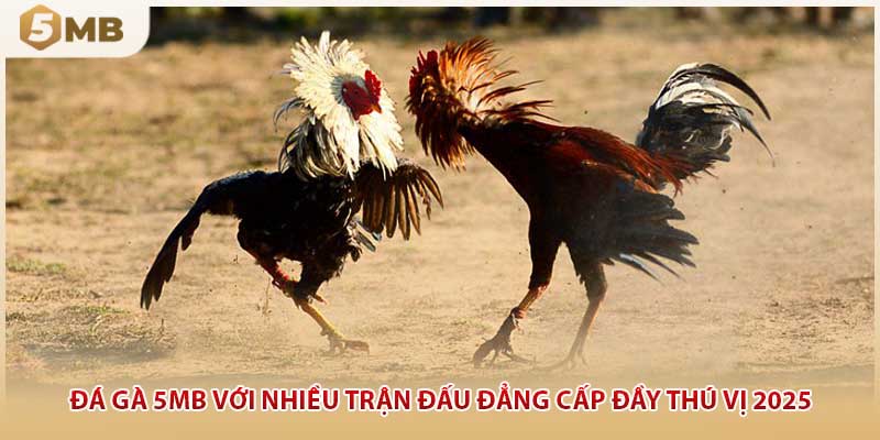 Đá Gà 5MB Với Nhiều Trận Đấu Đẳng Cấp Đầy Thú Vị 2025