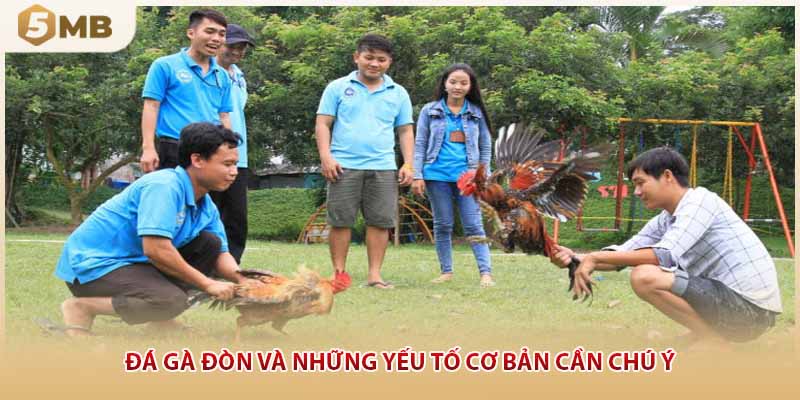 Đá gà đòn và những yếu tố cơ bản cần chú ý