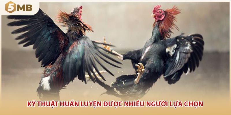 Kỹ thuật huấn luyện được nhiều người lựa chọn
