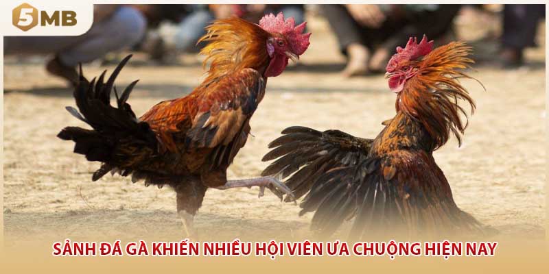 Sảnh đá gà khiến nhiều hội viên ưa chuộng hiện nay